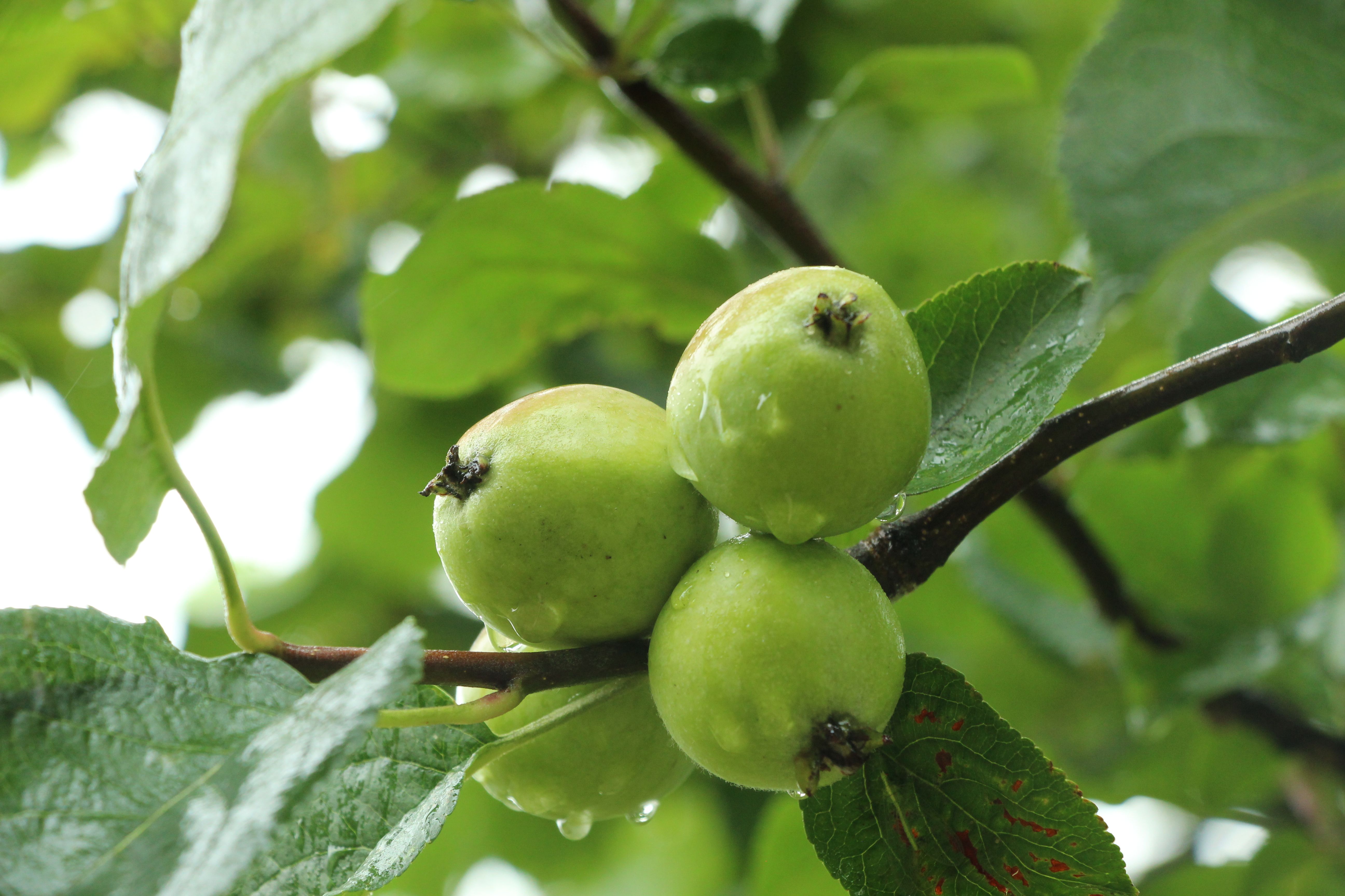Close-Up of Green Apples on a Tree Branch · Free Stock Photo