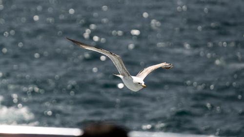 Free Capture of a seagull soaring above the shimmering sea on a sunny day. Stock Photo