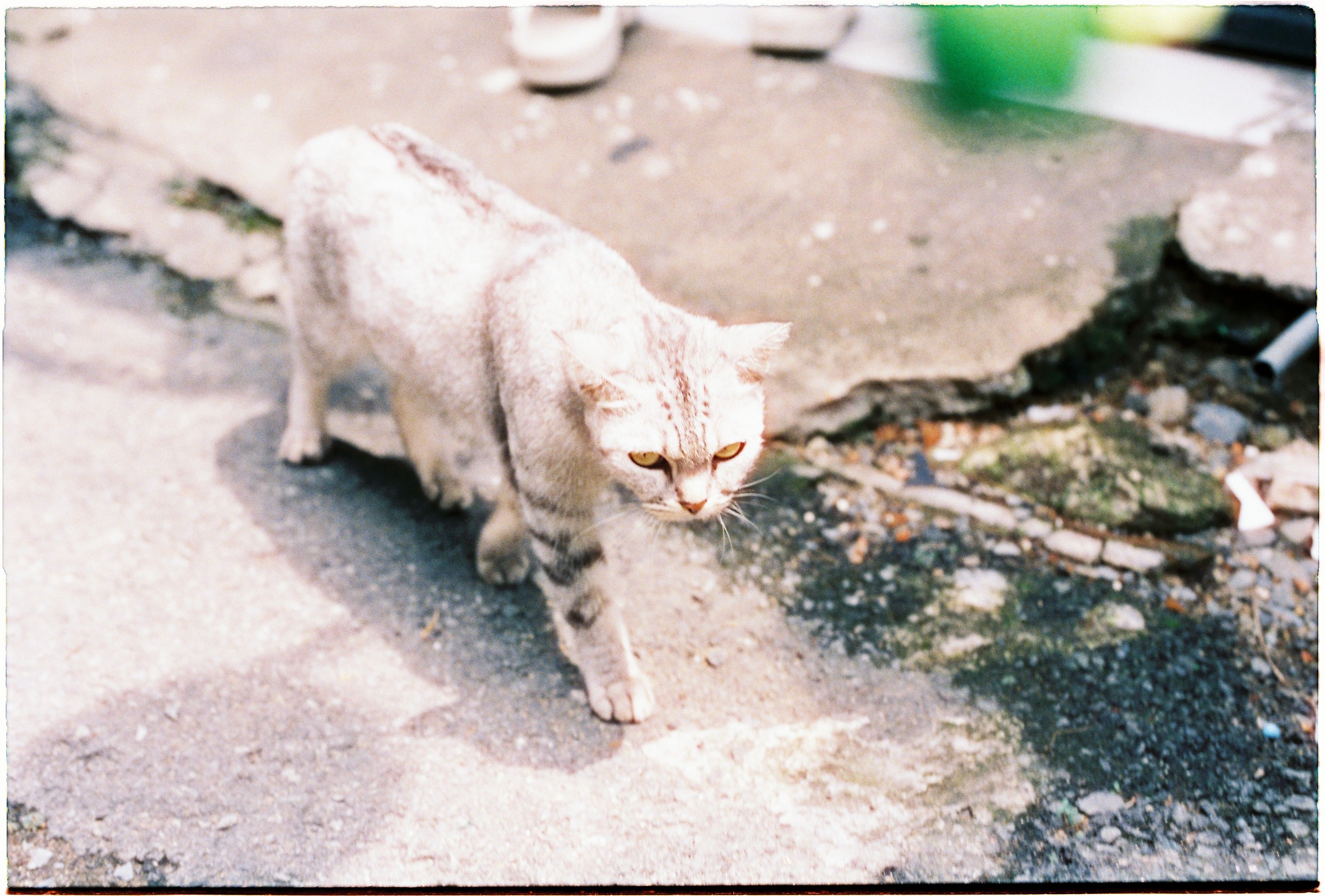 Portrait of a cat at a veterinary clinic