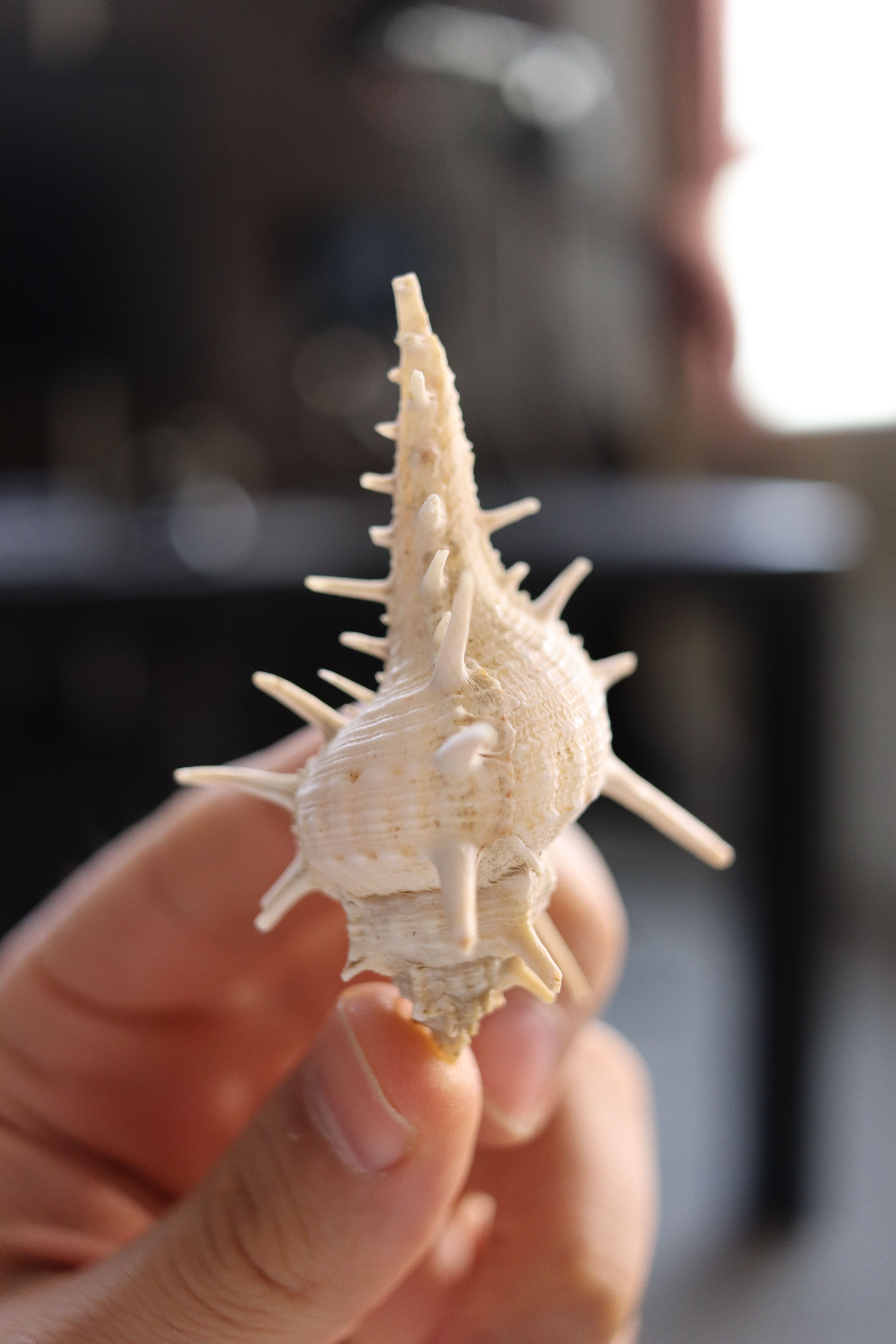 Close-up of a spiky seashell held indoors · Free Stock Photo