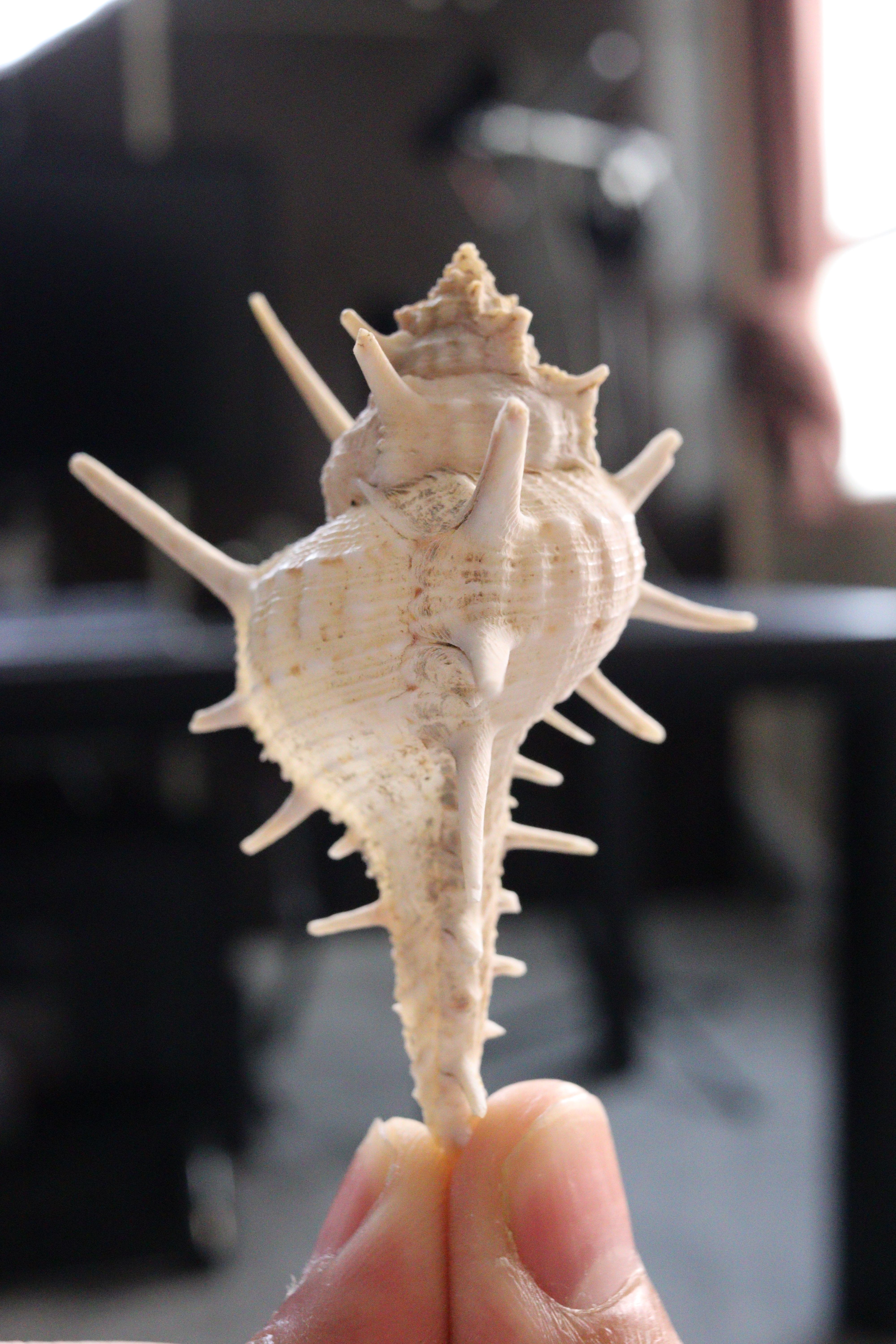 Murex Shell Photos, Download The BEST Free Murex Shell Stock Photos ...