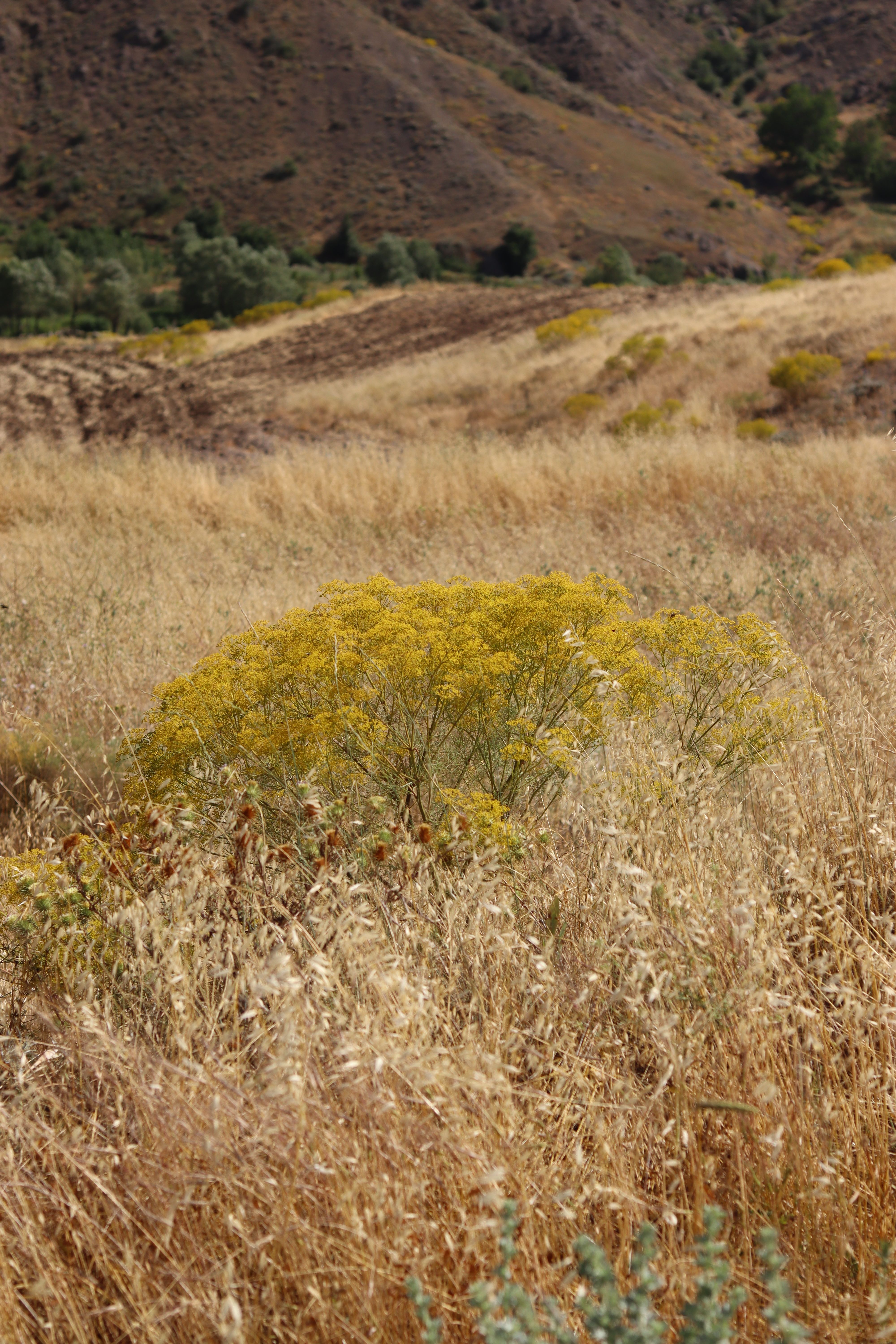 A tranquil scene of yellow wildflowers in a dry, grassy field during autumn.