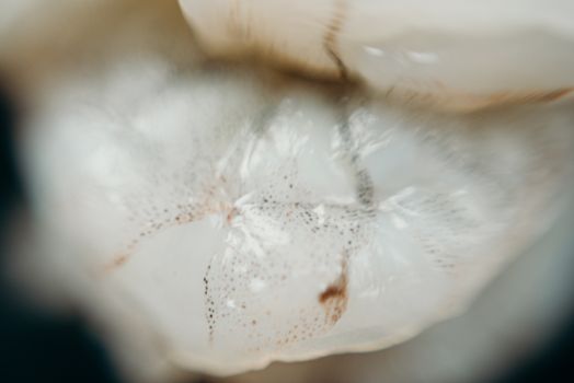 Detailed close-up of raw shrimp surface showcasing its unique texture and pattern.