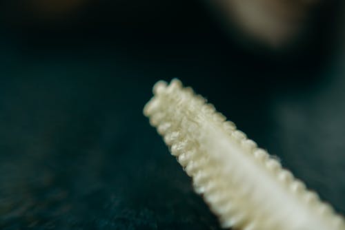 White Sea Creature on Blue Surface