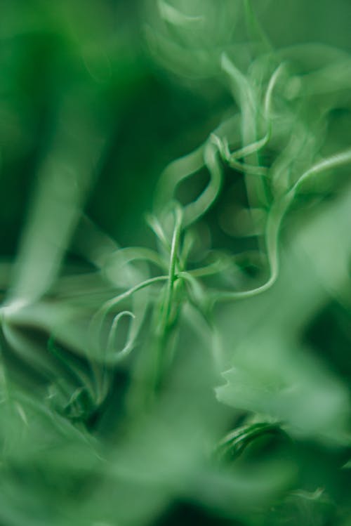 Groene Plant In Close Up Fotografie