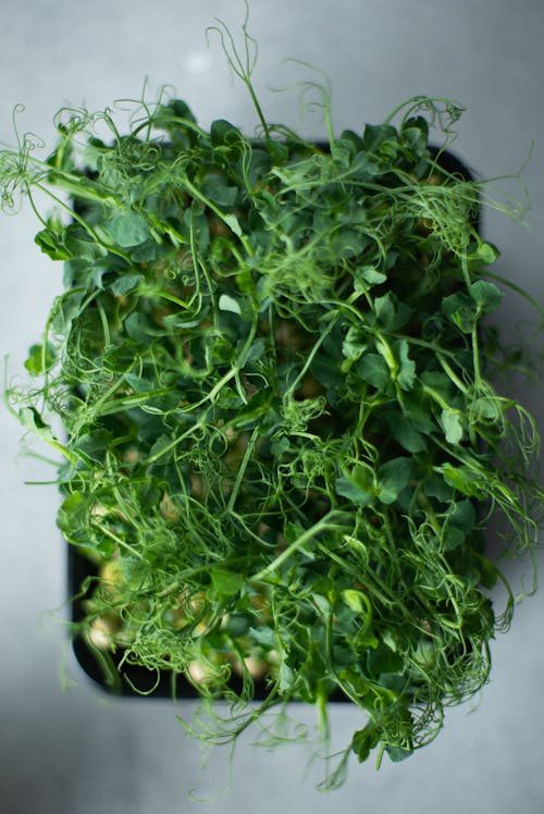 คลังภาพถ่ายฟรี ของ microgreen, การเจริญเติบโต, คล้ายใบ