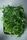 microgreens