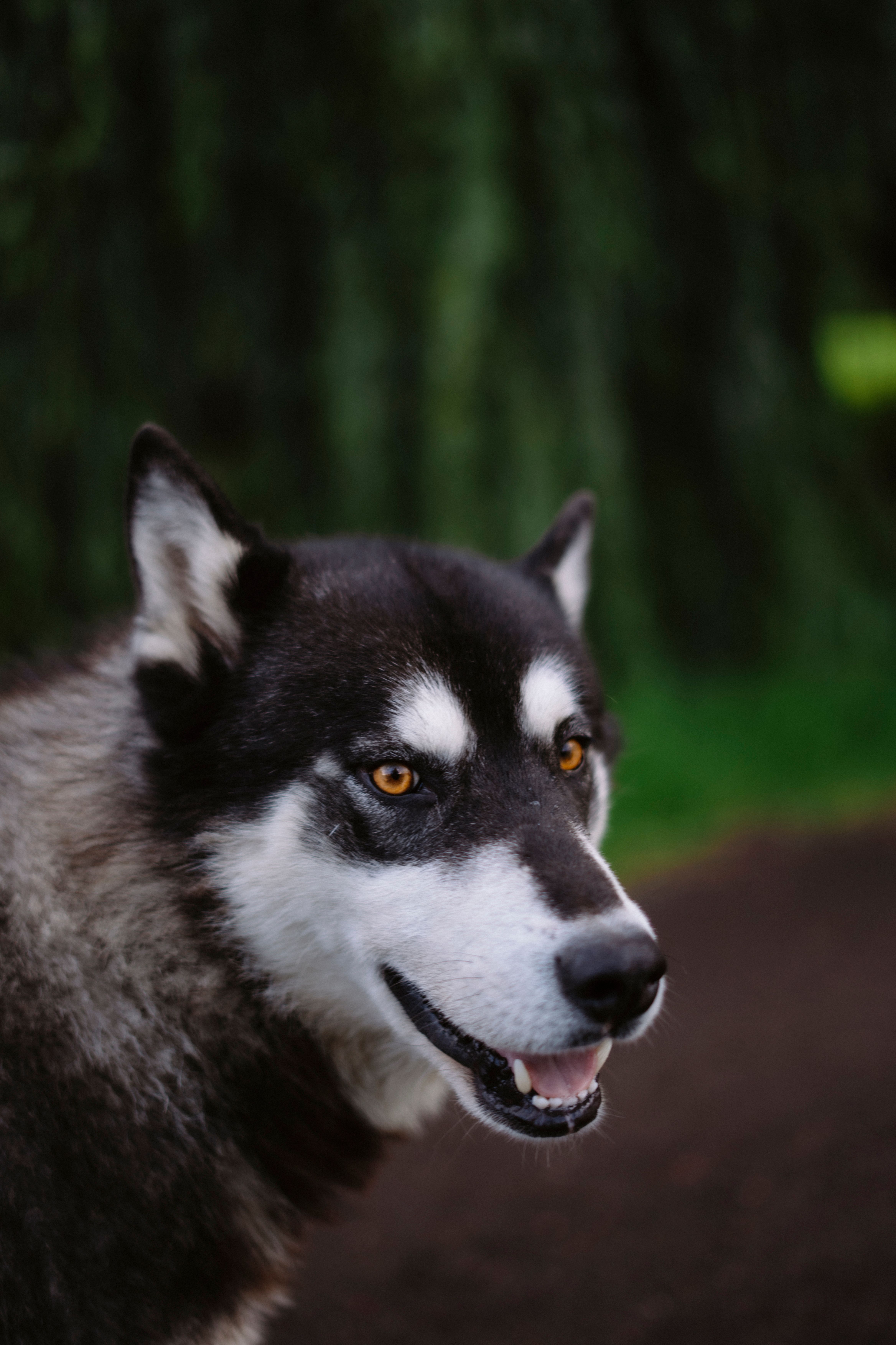 Primer Plano De Un Husky Siberiano En Un Entorno Natural · Foto de ...