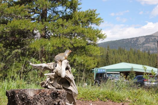 A Columbian ground squirrel perched on a tree stump at Lake Louise, Canada.