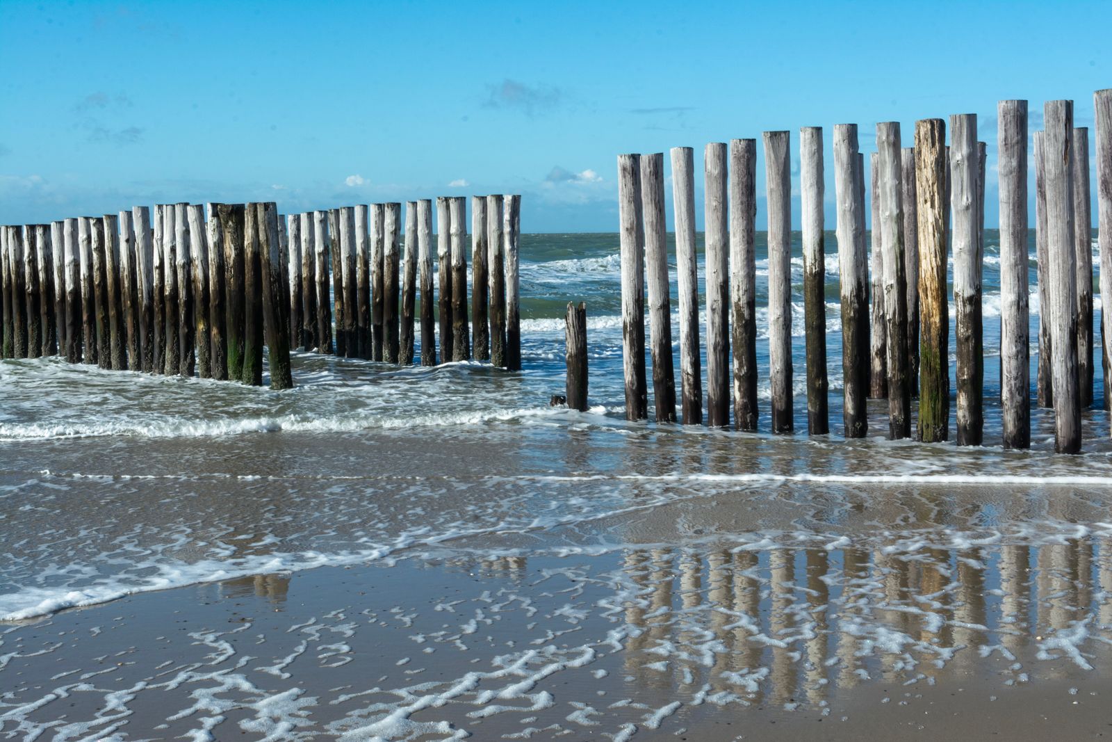 Rows of weathered wooden breakwater posts standing fixed as ocean waves surge past