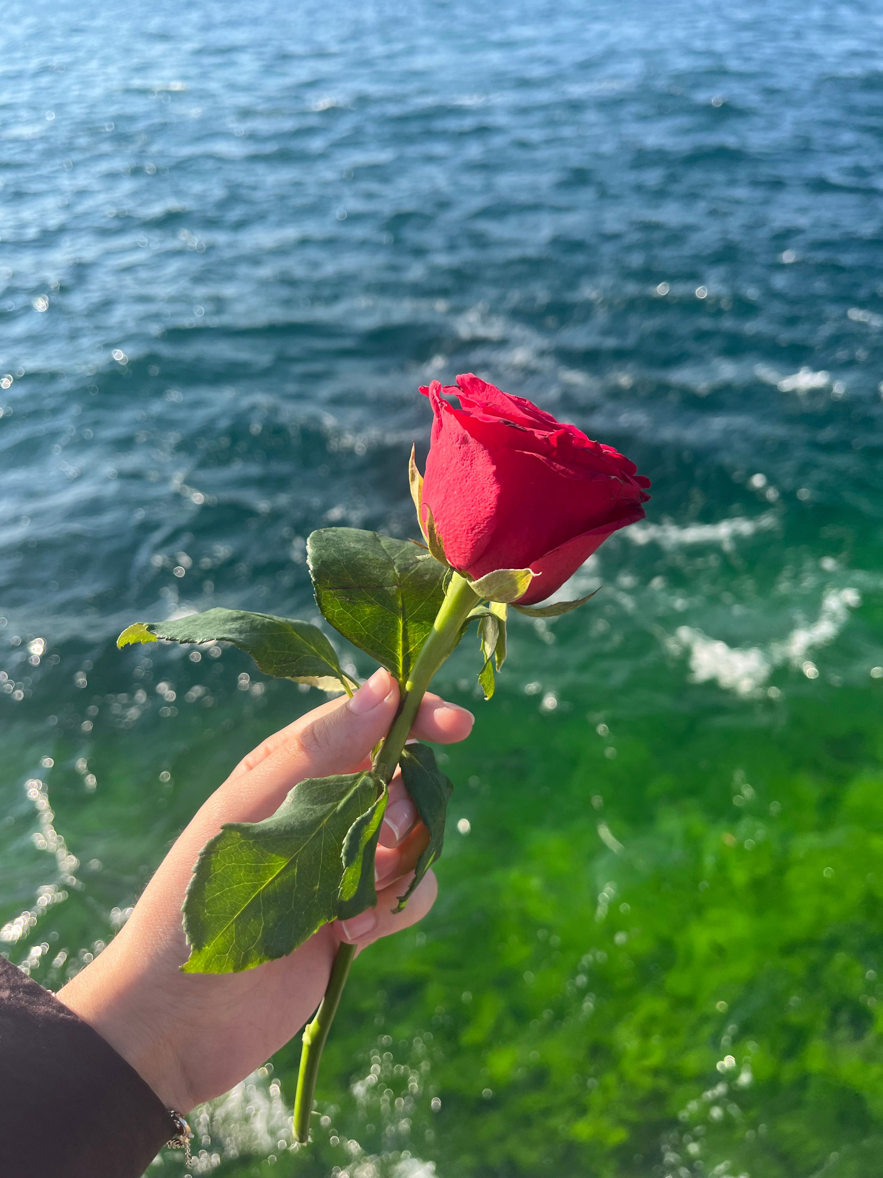 Red Rose Held over Vibrant Green Seascape · Free Stock Photo