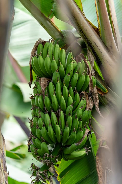 Free Close-up shot of green bananas growing on a banana plant, perfect for tropical themes. Stock Photo