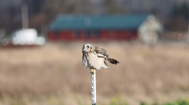 A short-eared owl perched on a field post in a rural landscape.