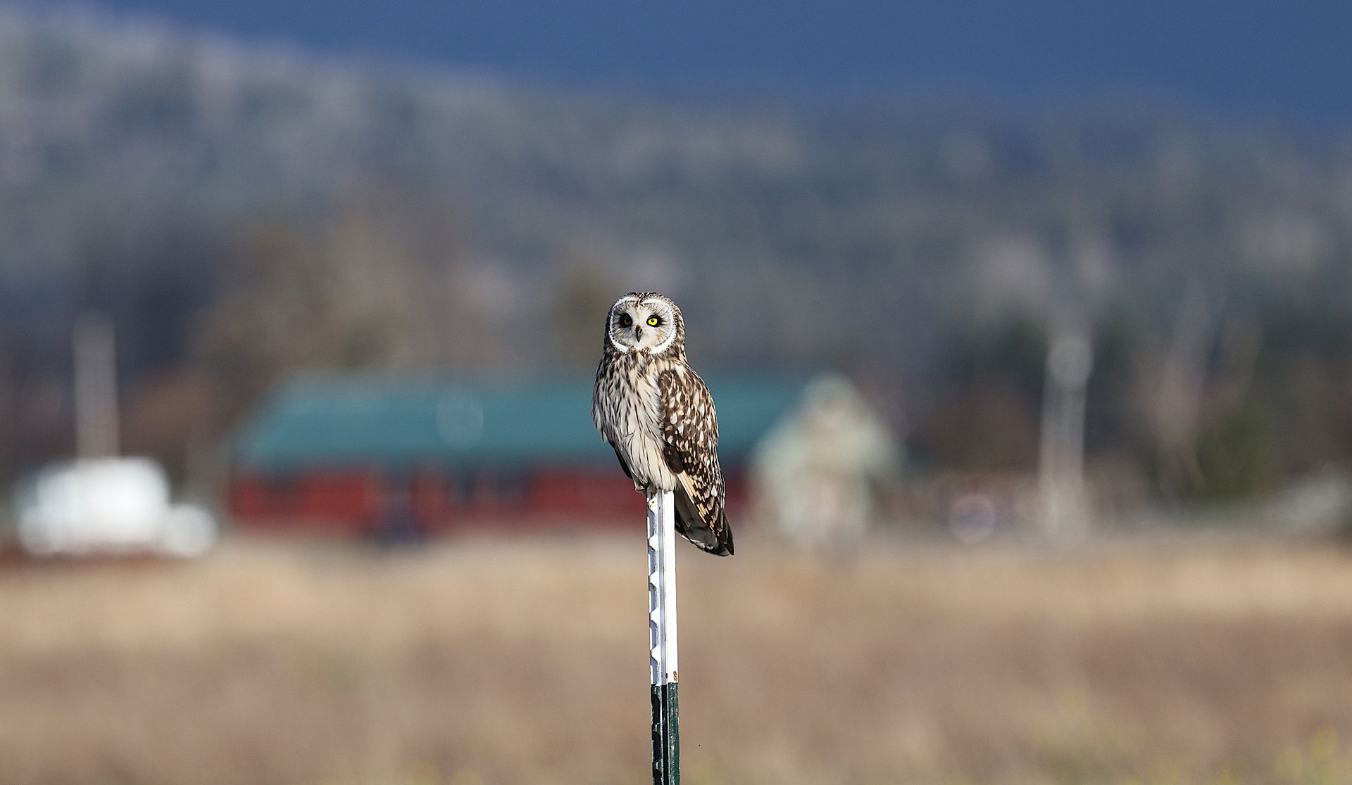 A short-eared owl perched on a fence post in a serene marshland setting, showcasing wildlife beauty.