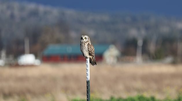 owl photo