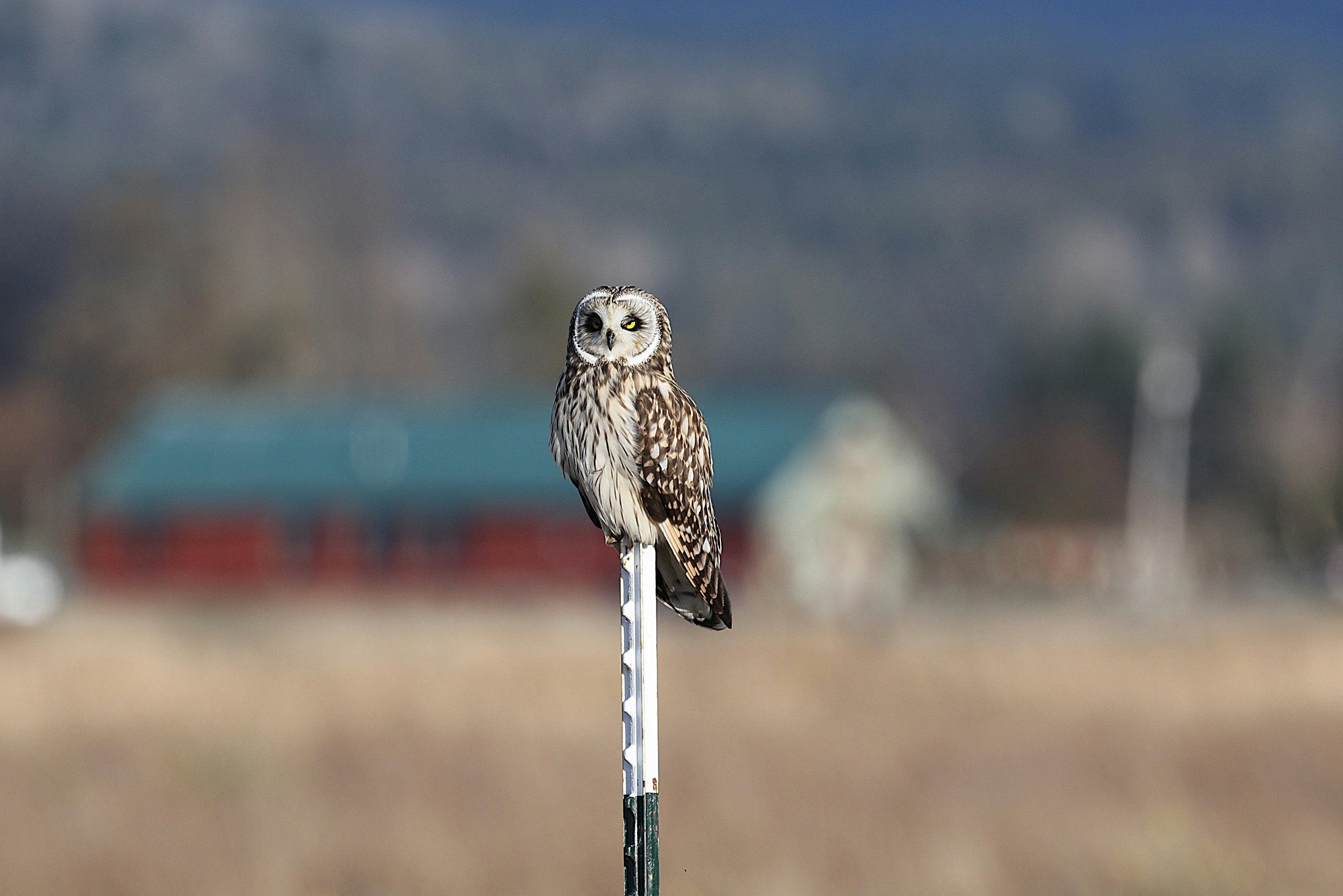 Short-Eared Owl Winter — Orkney Mainland