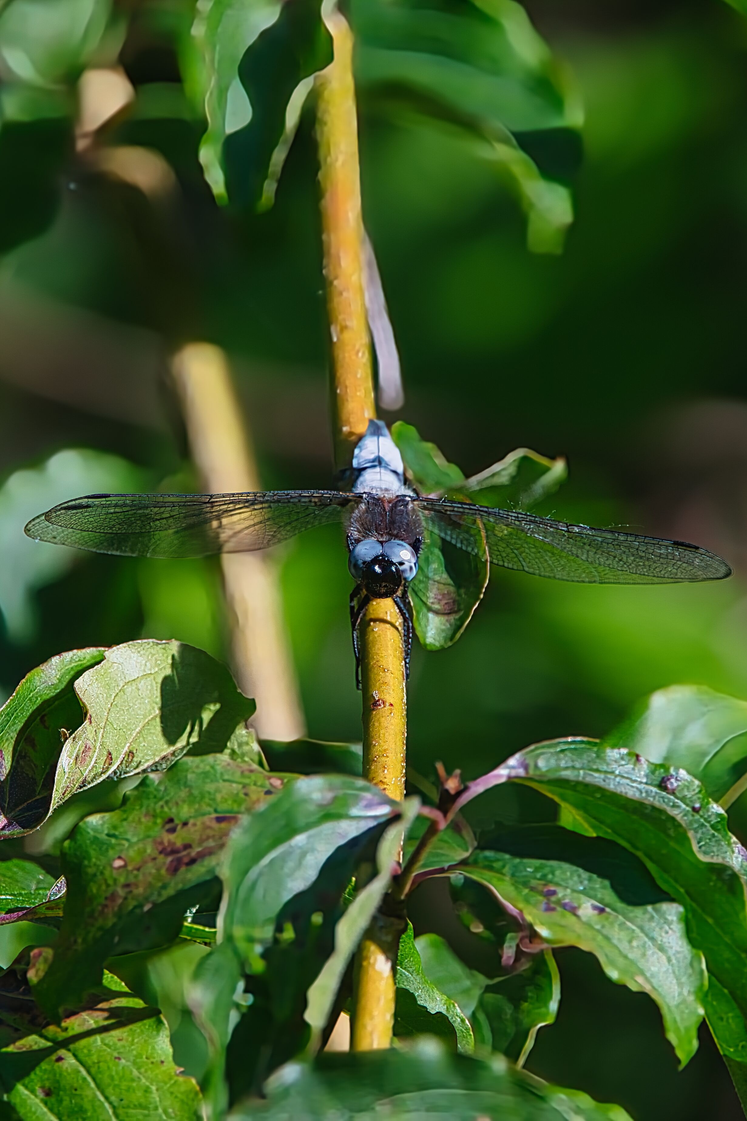 Close-up of a Dragonfly on Green Foliage · Free Stock Photo