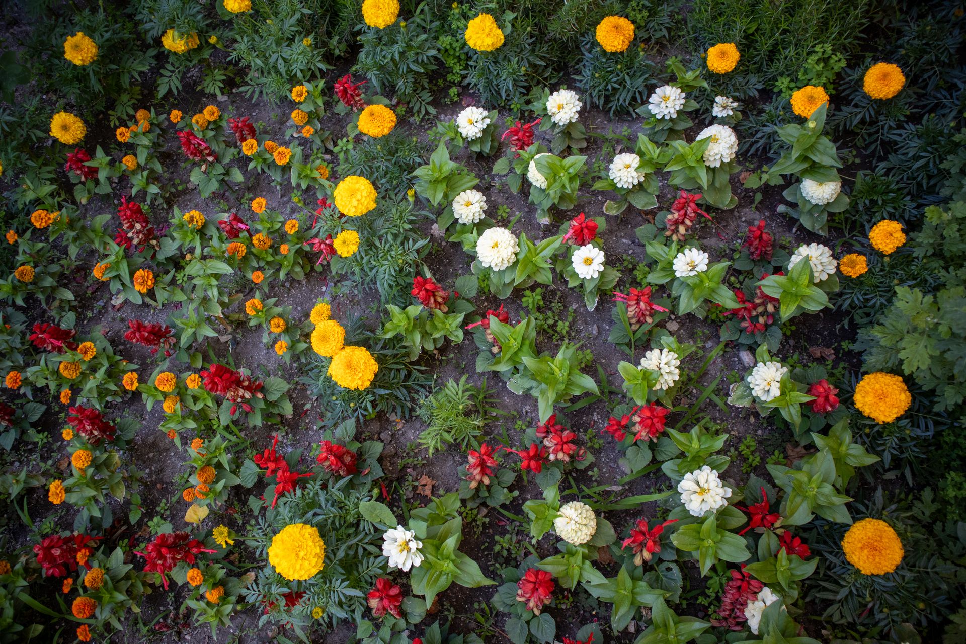 Colorful flower bed with marigolds, red blooms, and white blossoms photographed from above.