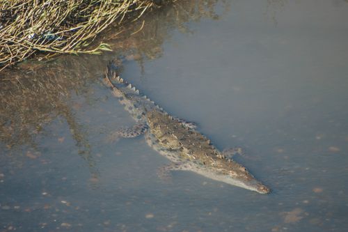 Free A crocodile partially submerged in a muddy water body, blending into its surroundings. Stock Photo