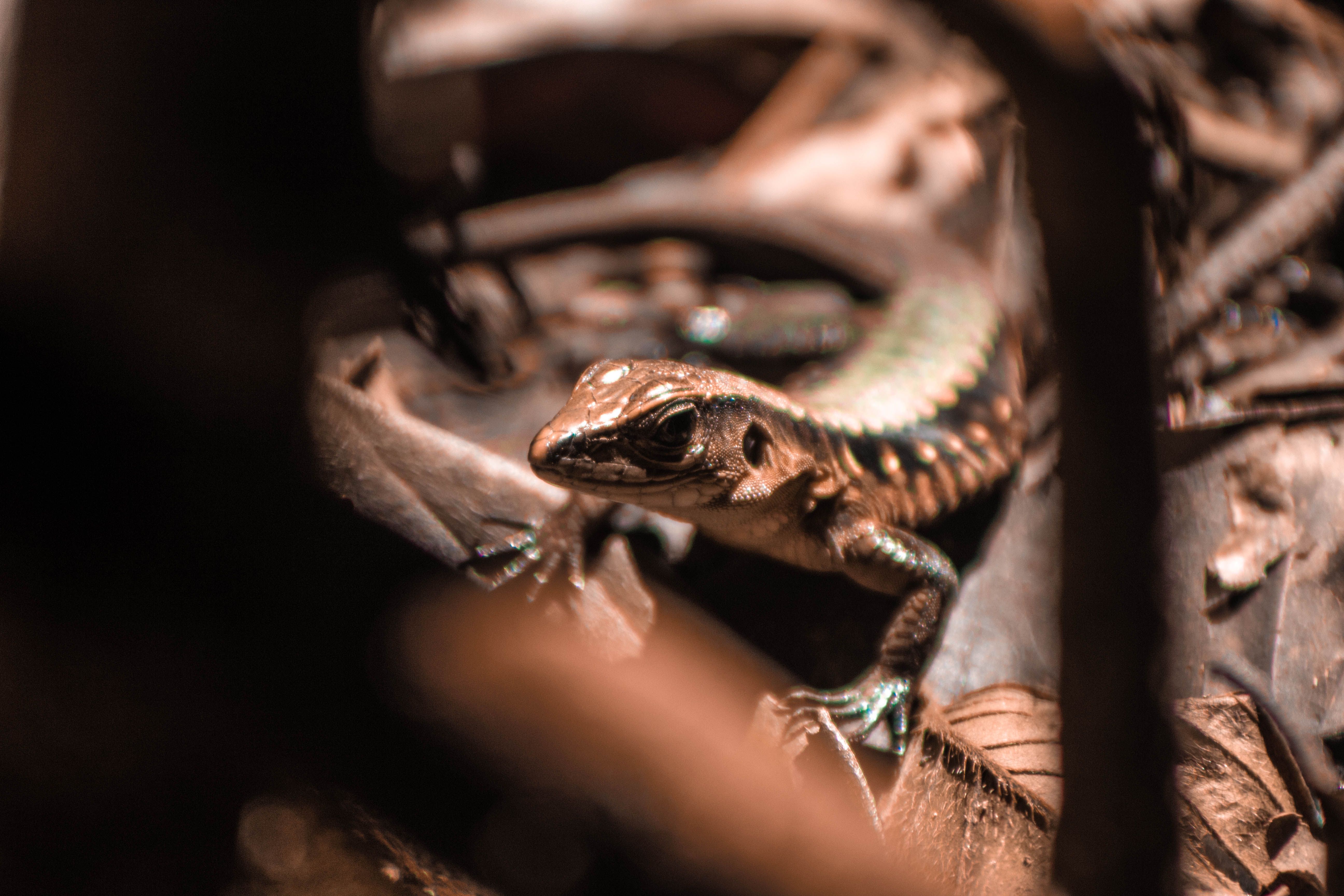 Close-up of Lizard in Natural Habitat · Free Stock Photo