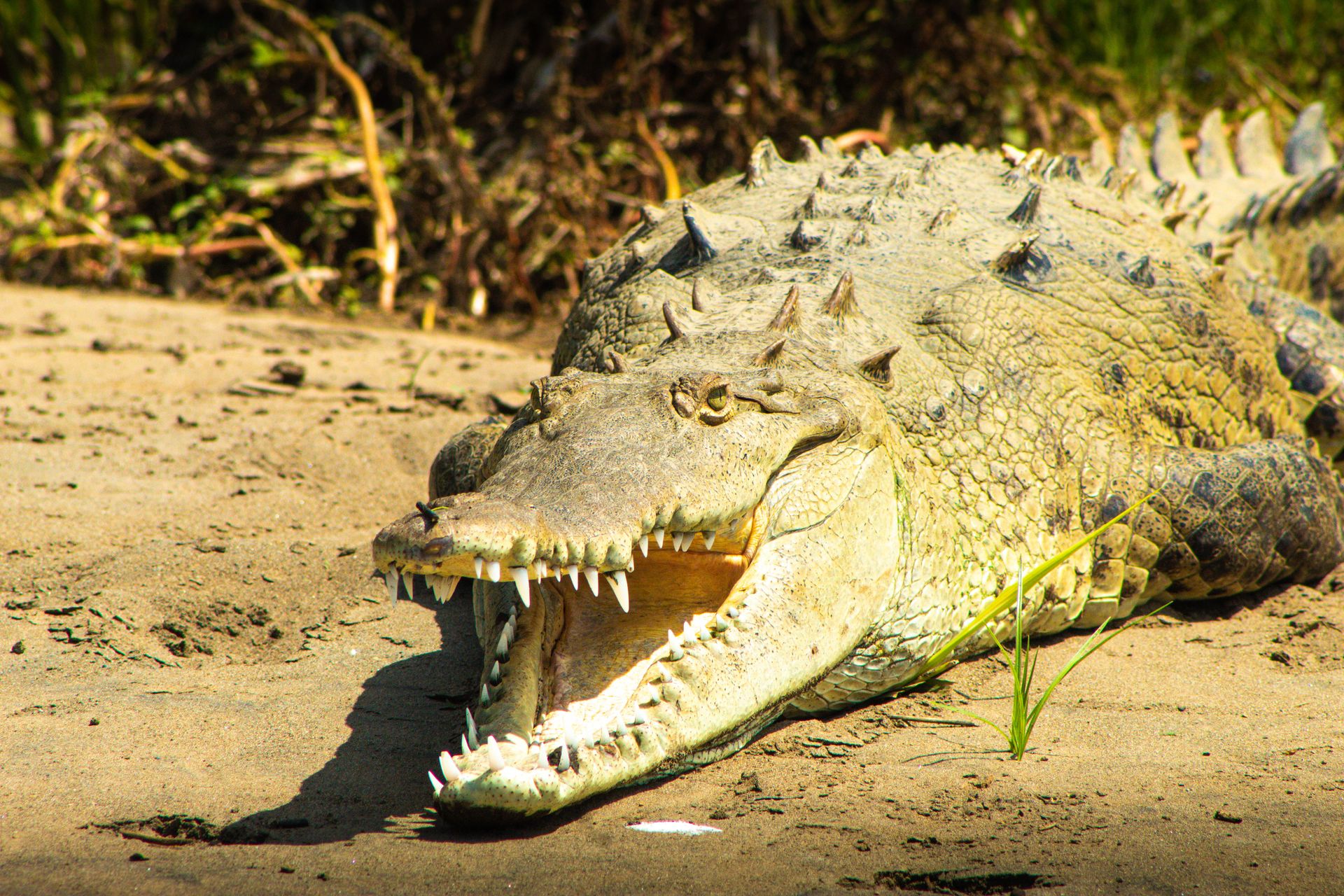 Close-up of a Nile Crocodile sunning itself on a riverbank, showcasing its rough, textured skin and open mouth.