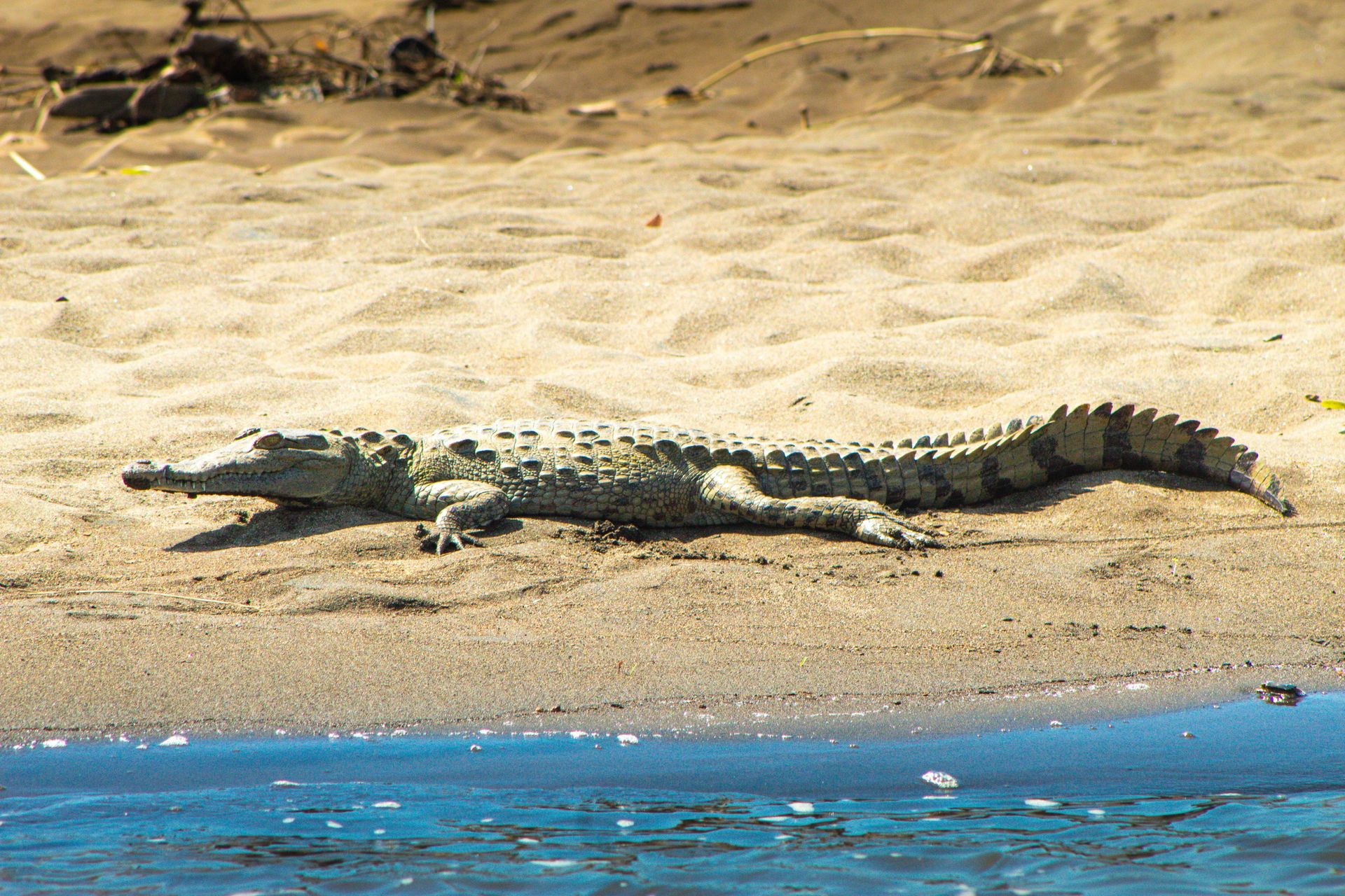 A crocodile basking in sunlight on a sandy riverbank, capturing nature's wild beauty.