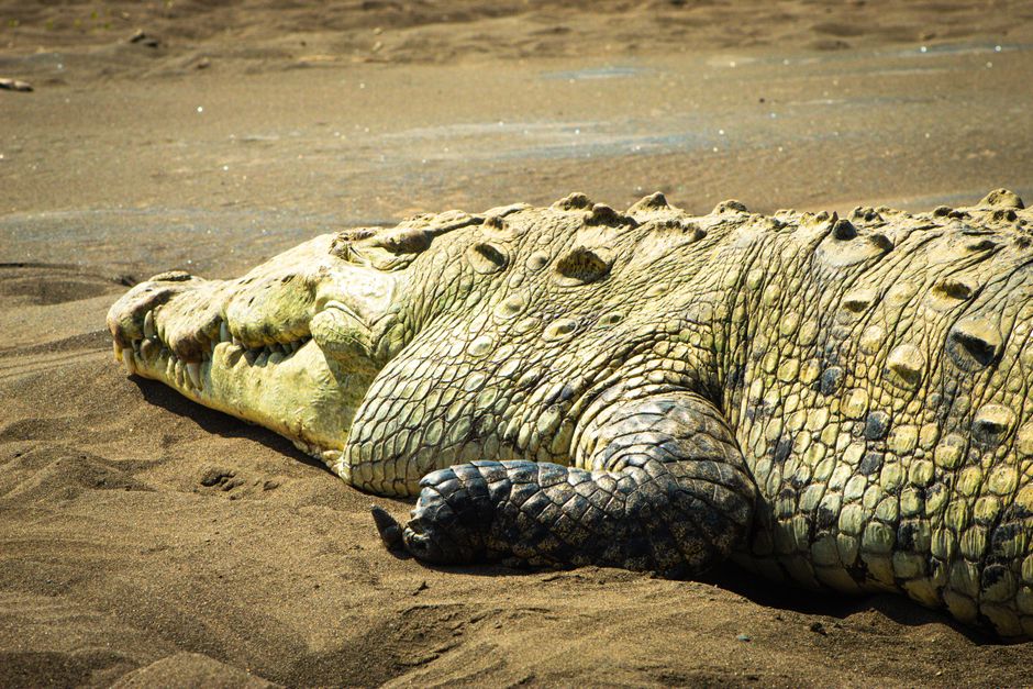 A massive crocodile lays relaxing on a sunlit sandy beach, showcasing its textured scales.