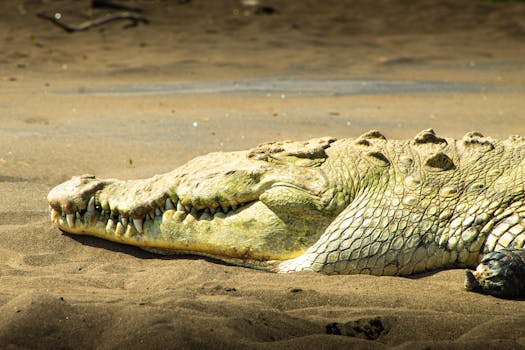 Close-up of a crocodile resting on a sandy beach under the sun.