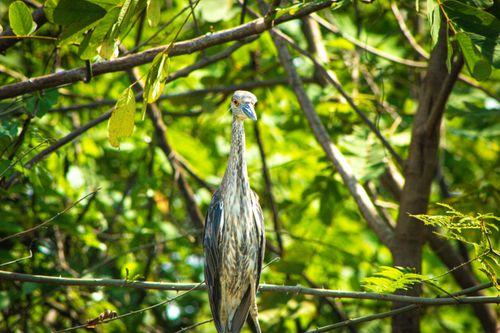 Free A serene heron sits gracefully on a branch surrounded by vibrant green foliage. Stock Photo