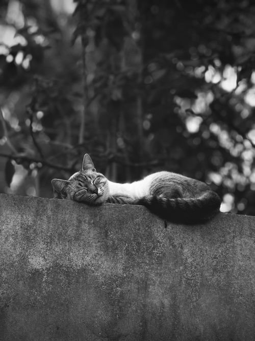 Free A serene black and white photo of a cat sleeping on a wall surrounded by blurred foliage. Stock Photo