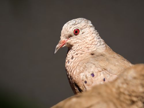 Free Detailed close-up of a Spotted Dove (Spilopelia chinensis) with intricate feather patterns. Stock Photo