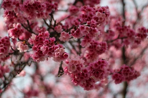 Free Close-up of lush pink cherry blossoms on a tree branch, capturing the essence of spring. Stock Photo
