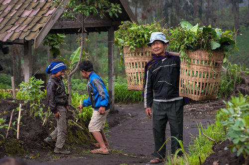 Free Indonesian farmer carrying baskets of greens with children nearby in a rural setting. Stock Photo