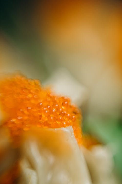 Close Up Photo of Caviar