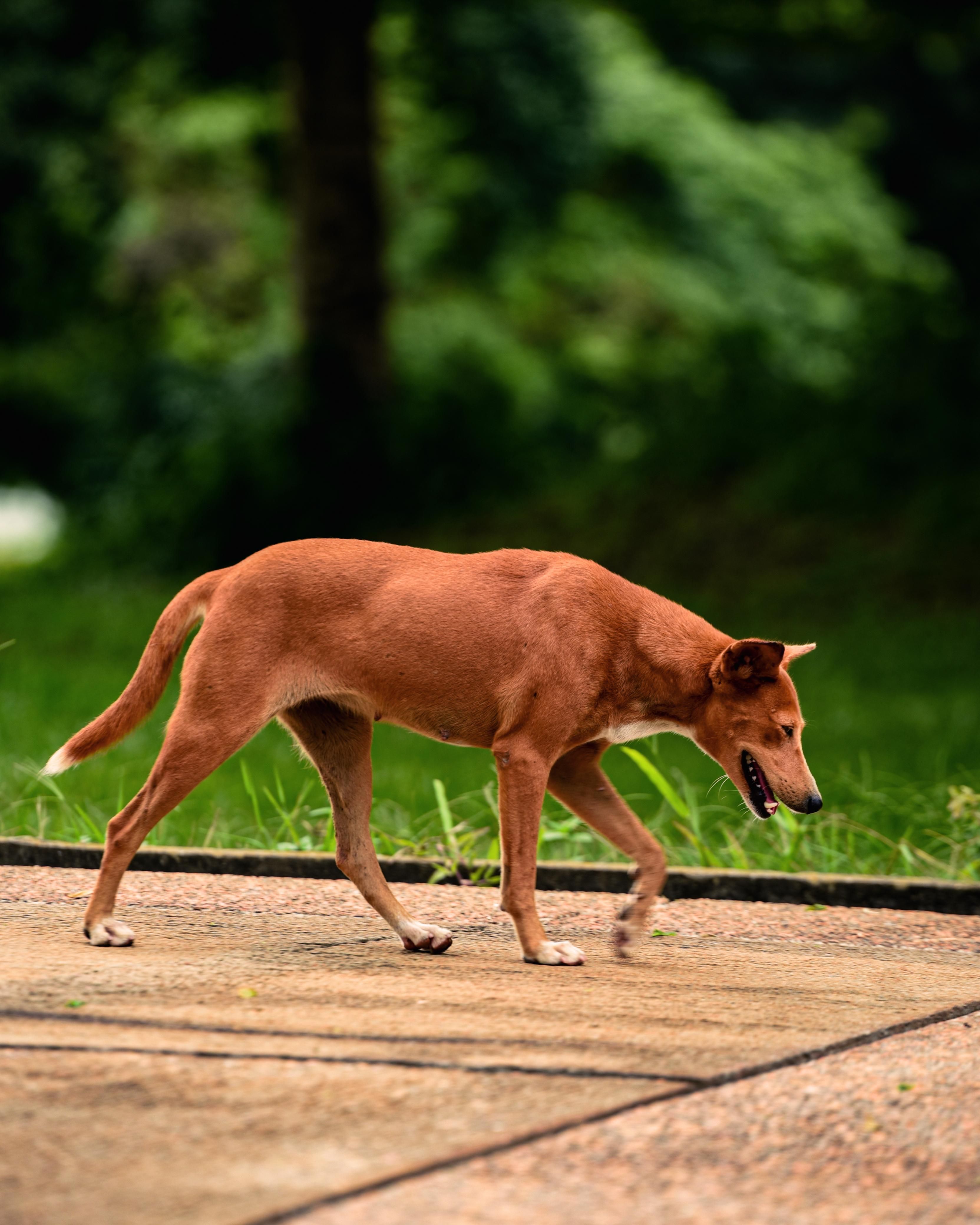 Stray Dog Walking on Path in Green Park · Free Stock Photo