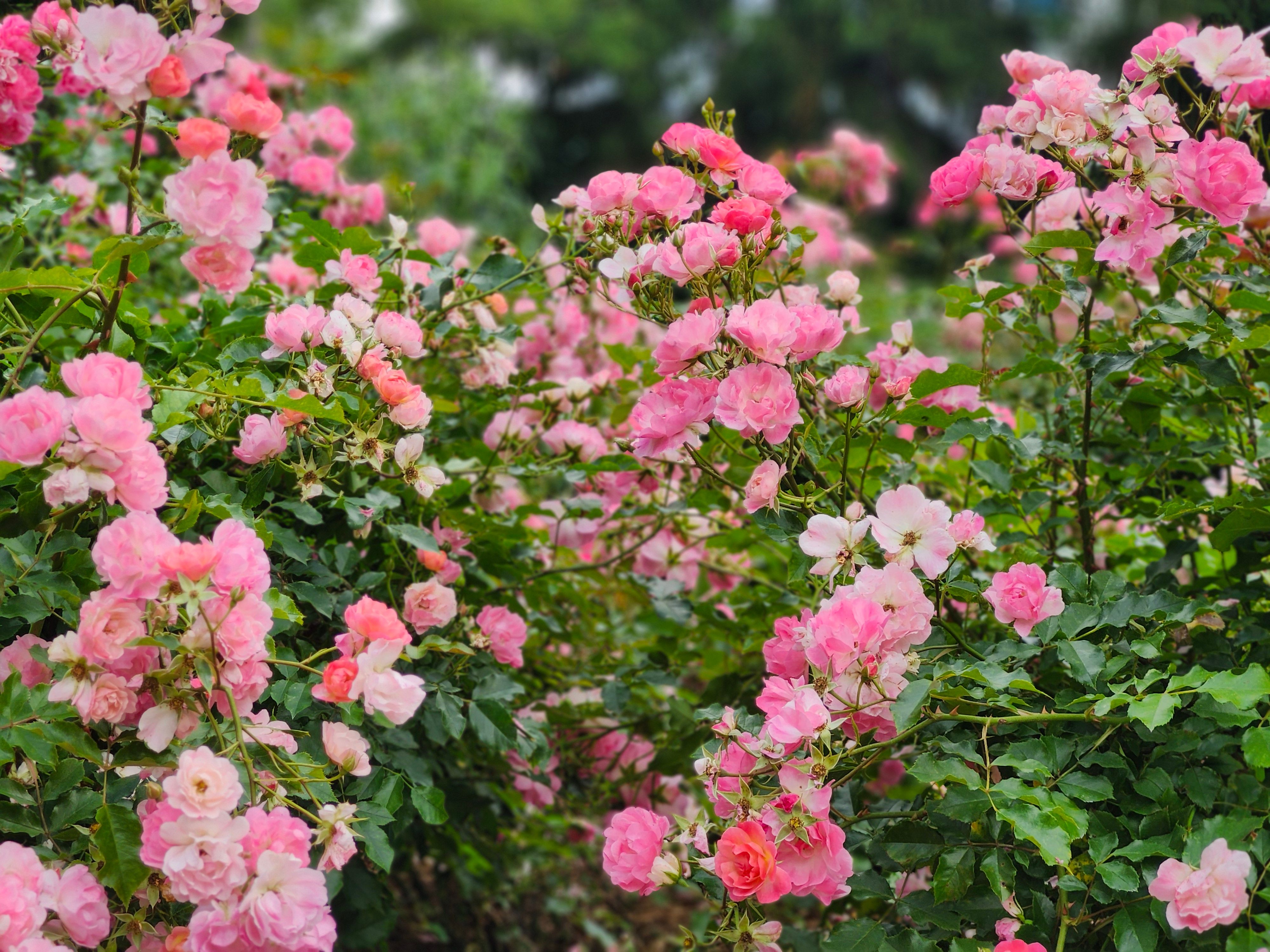Vibrant Pink Rose Garden in Bloom · Free Stock Photo