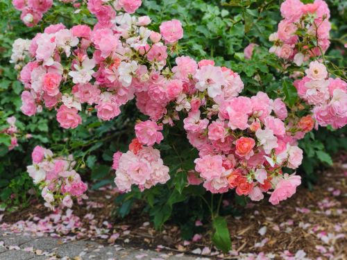 Free A vibrant display of lush pink roses in full bloom, enhancing the garden's natural beauty. Stock Photo