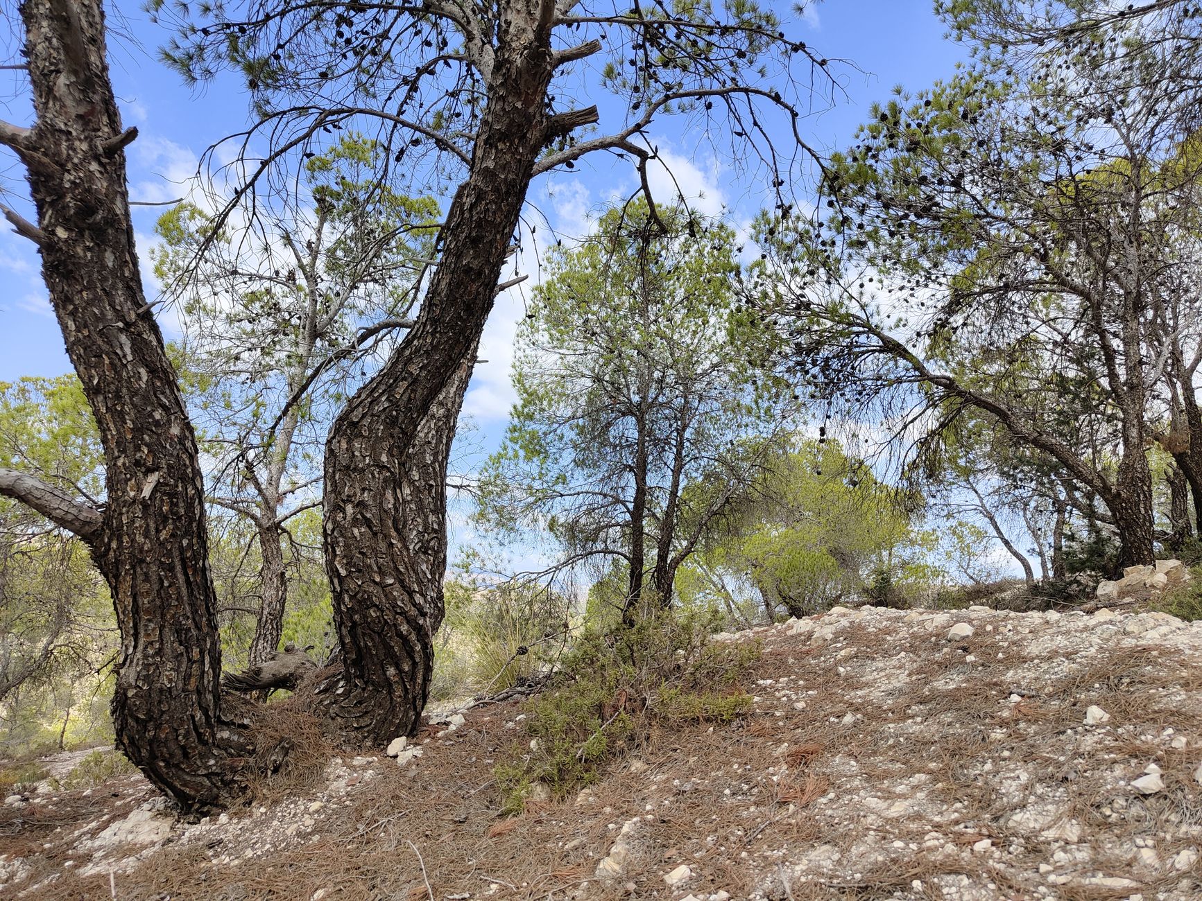 Une forêt sous un soleil de plomb durant une période de sécheresse estivale.