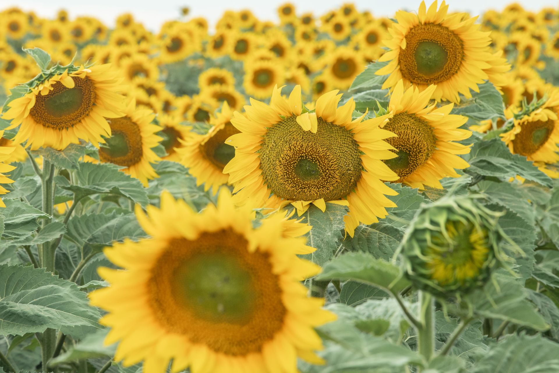 Bright sunflower field showcasing vibrant yellow blooms under a clear sky.