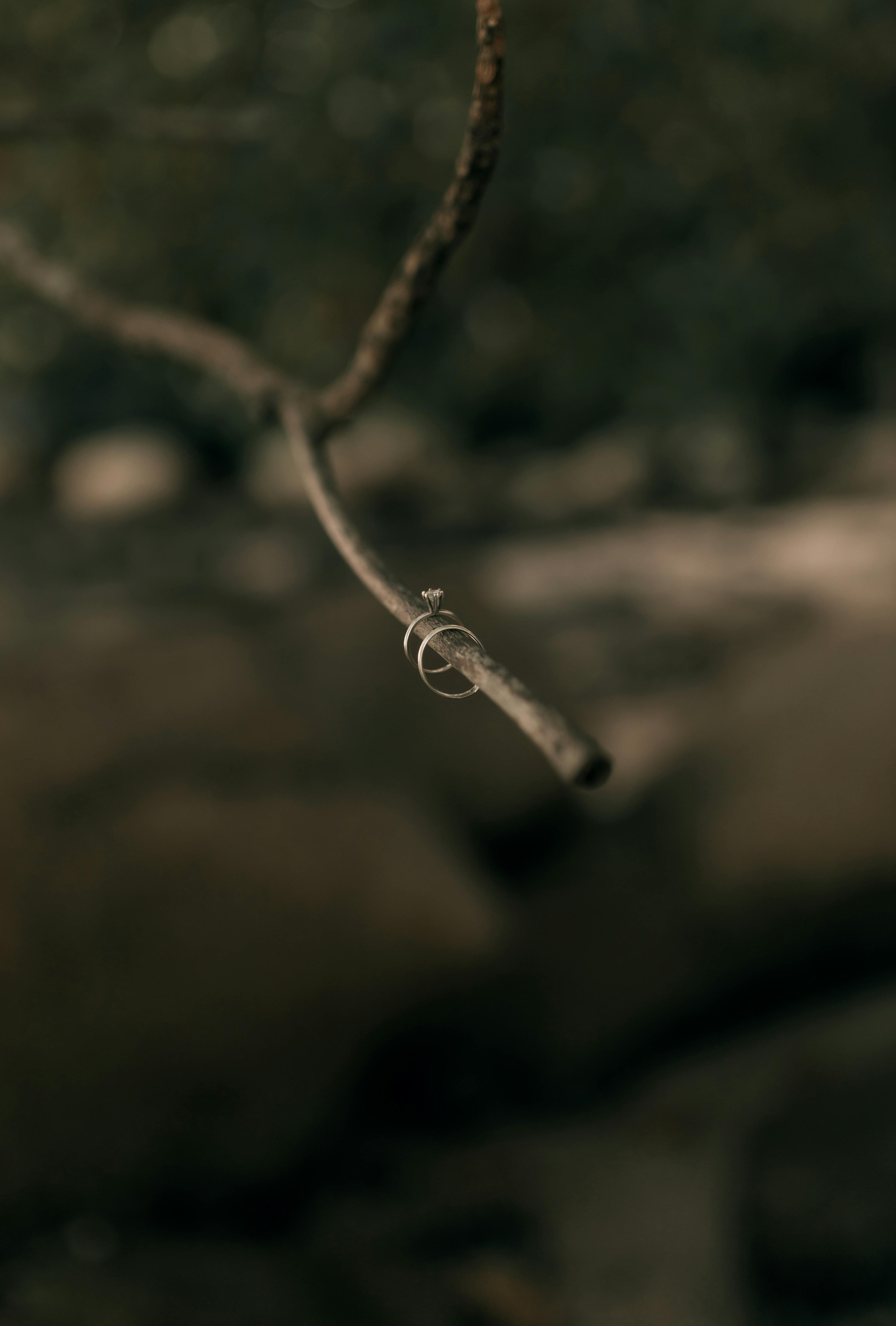 Gratis Nærbillede af en diamantring, der delikat placeres på en trægren, som symboliserer kærlighed og natur. Lagerfoto