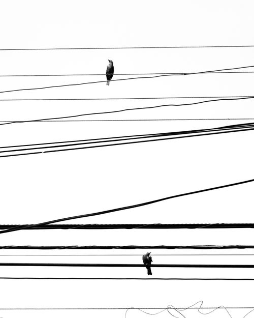 Free Two birds perched on electric wires in a minimalist black and white photo. Stock Photo