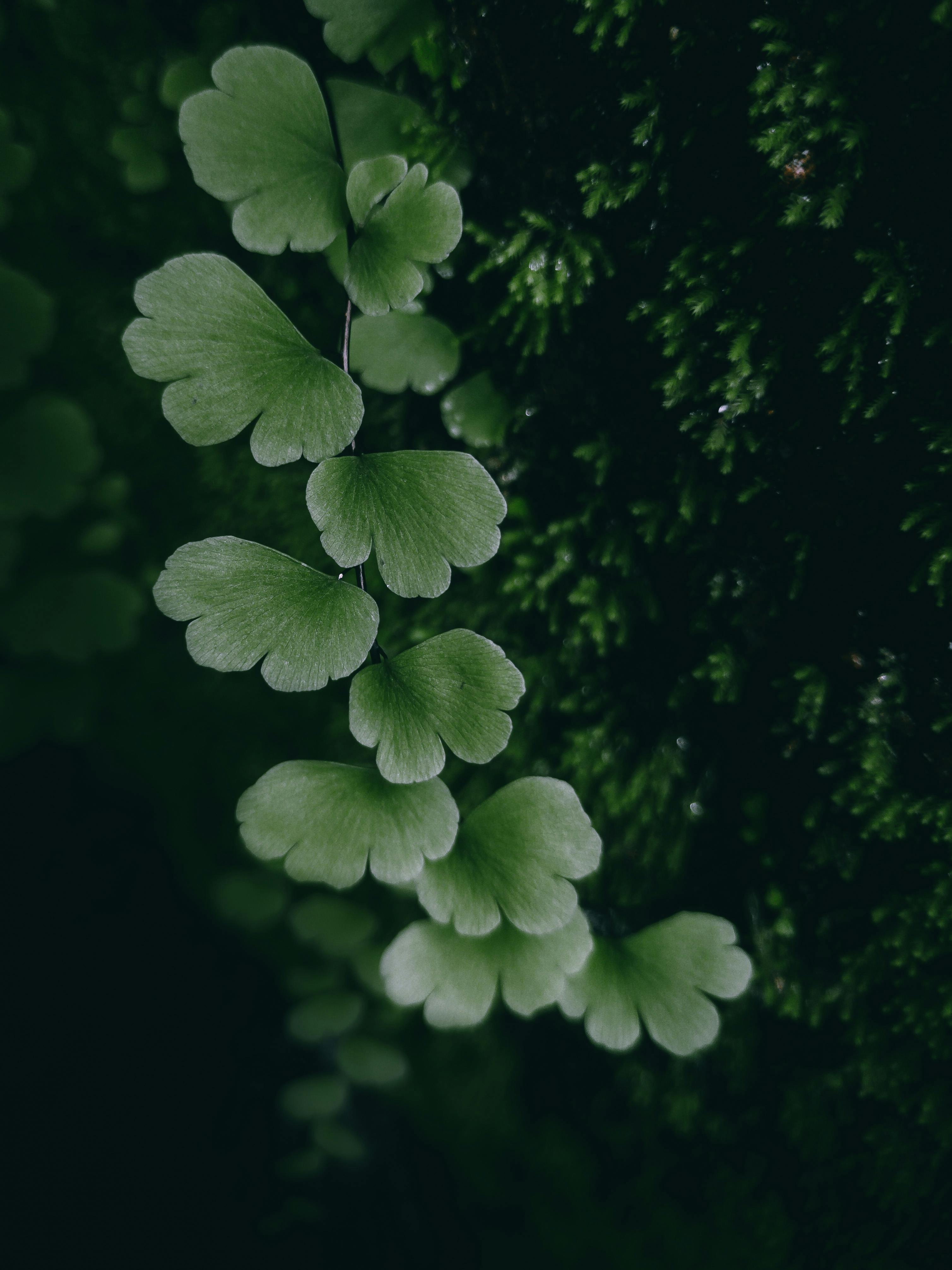 Adiantum capillus-veneris