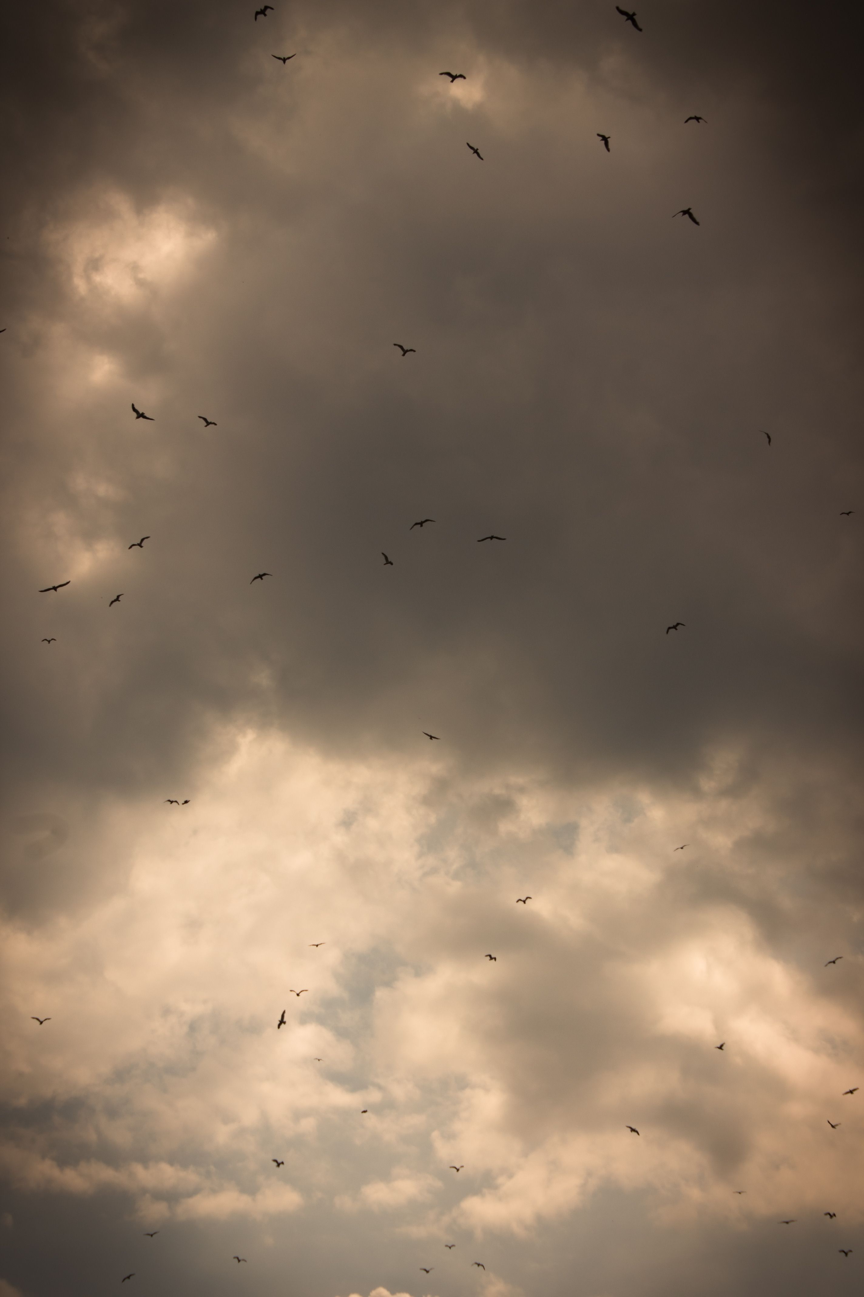 Dramatic Sky with Flock of Birds in Flight · Free Stock Photo
