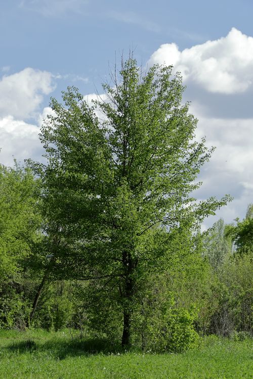 Free A solitary lush green tree standing in a sunny field under a vibrant blue sky. Stock Photo