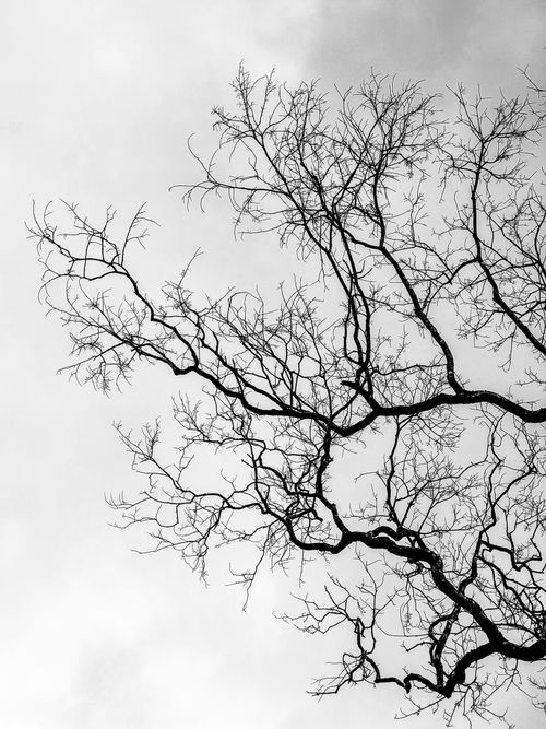 Free Artistic black and white photo of intricate bare tree branches against a grey sky, capturing winter's essence. Stock Photo
