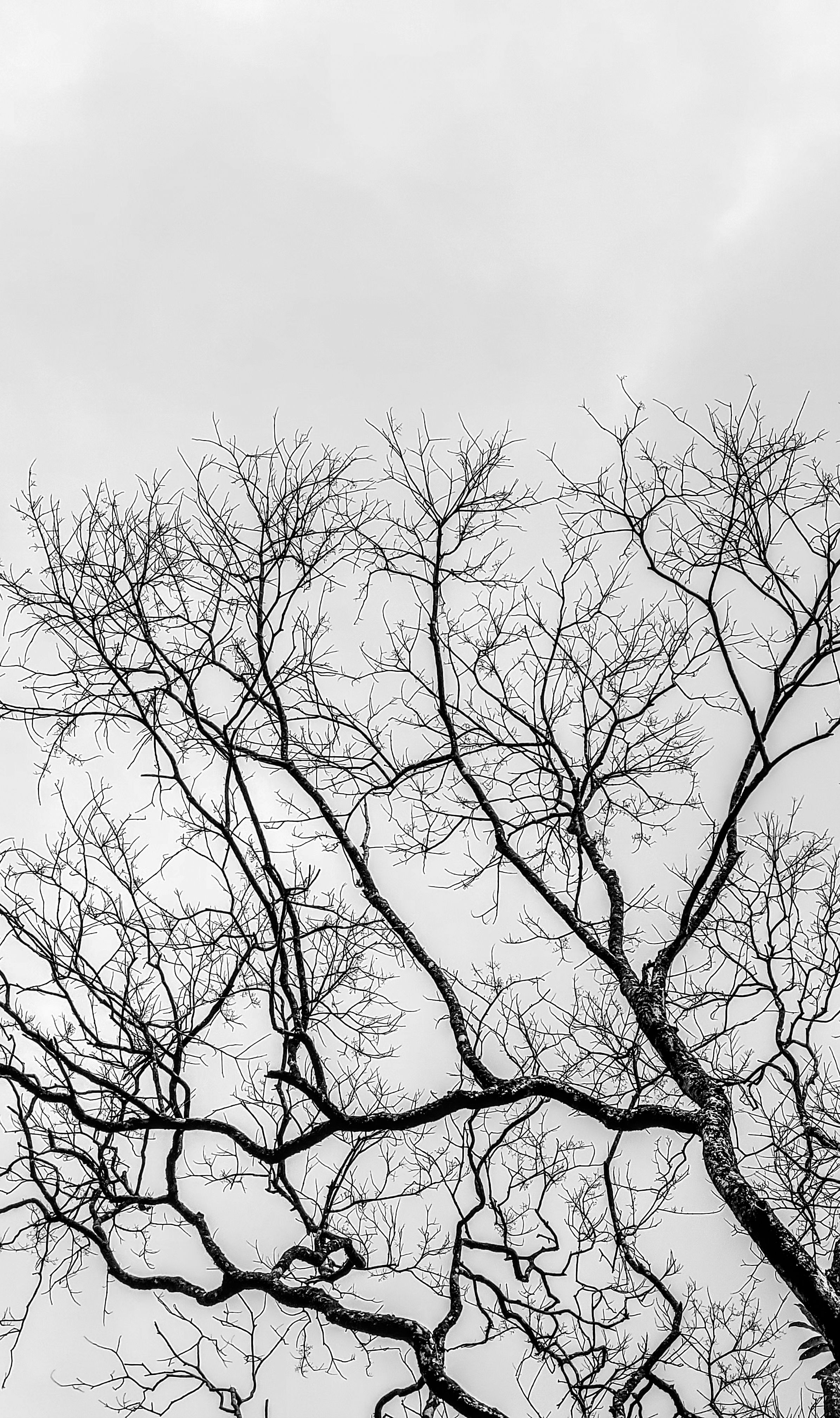 A striking black and white photograph of a leafless tree with intricate branches against a cloudy sky.