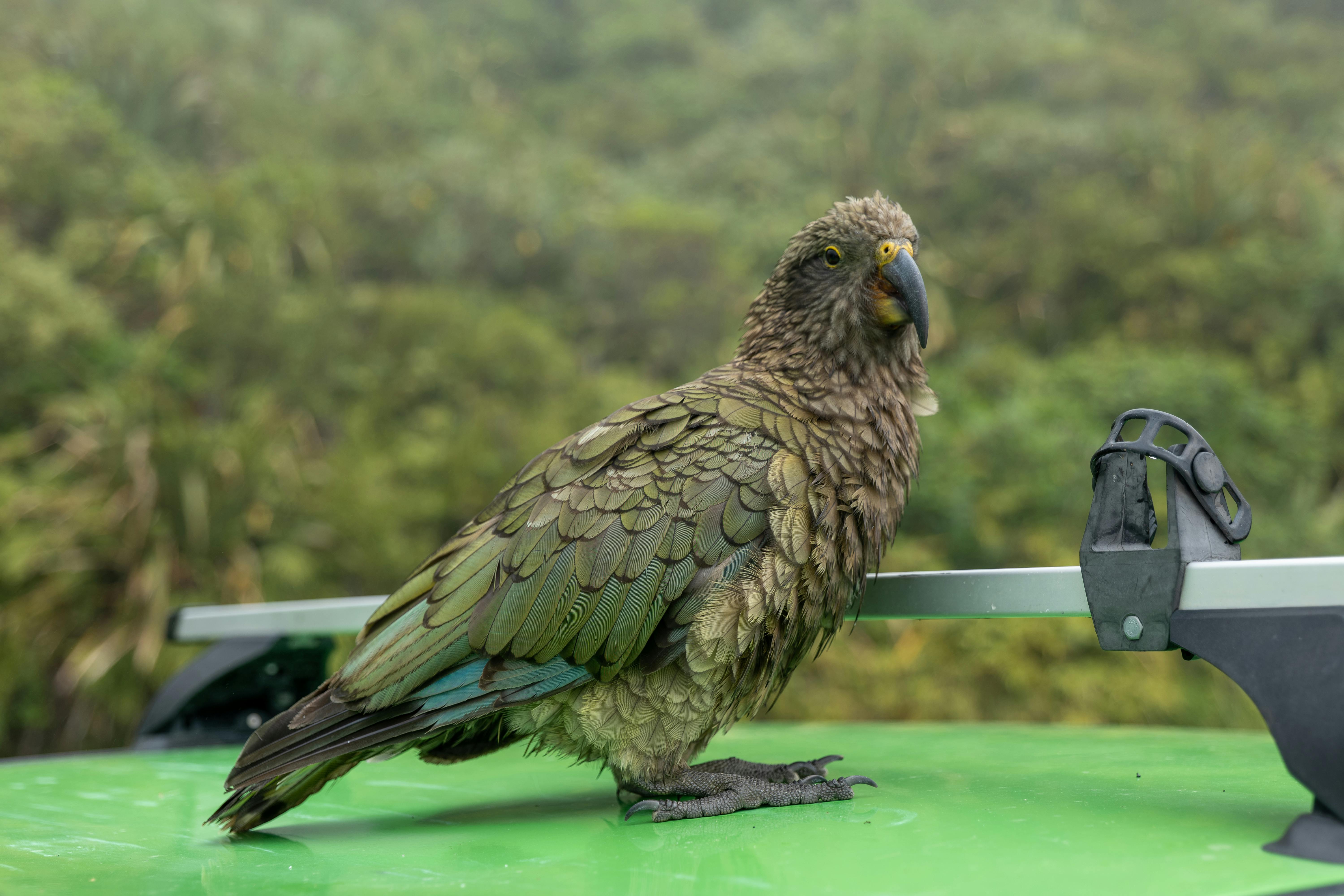 General Travel New Zealand hosts Indian travel agents on experiential famil — Photo by Mark Direen on Pexels
