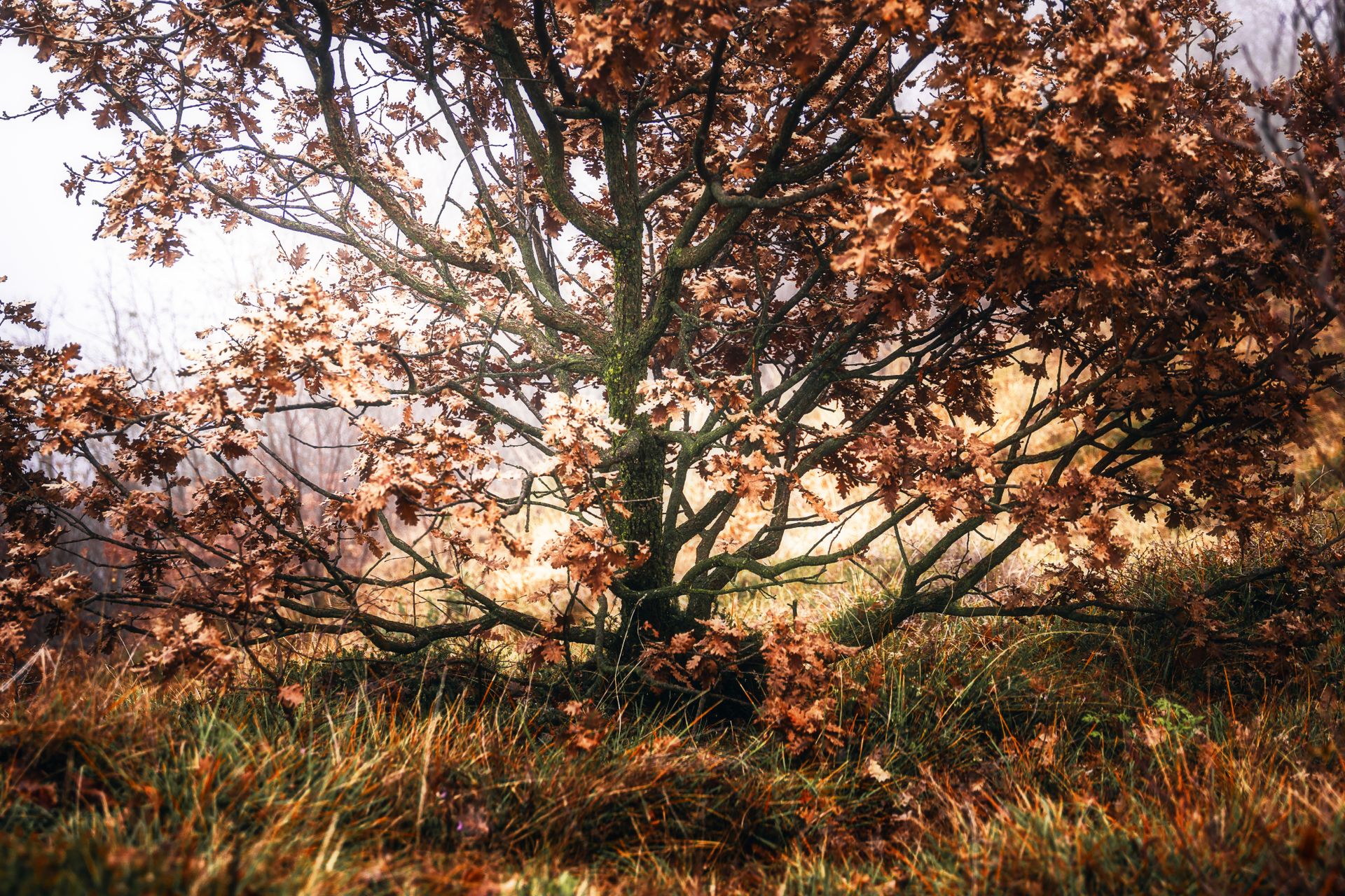 A picturesque oak tree with golden leaves in a misty autumn countryside setting.