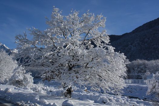 A snow-laden tree stands majestically in a tranquil winter scene with mountains.