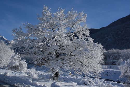 Free A snow-laden tree stands majestically in a tranquil winter scene with mountains. Stock Photo